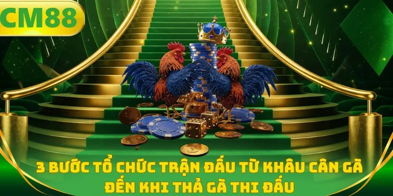 3 bước tổ chức trận đấu từ khâu cân gà đến khi thả gà thi đấu