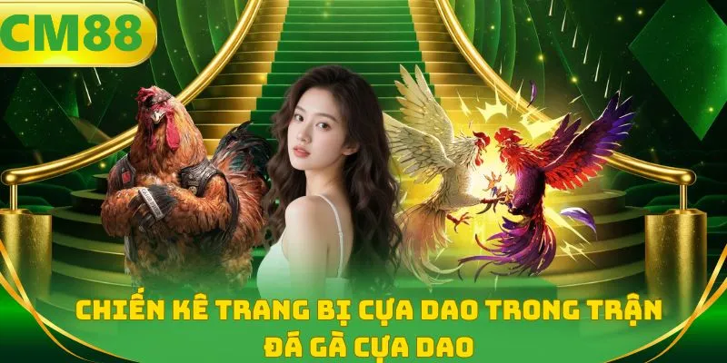Chiến kê trang bị cựa dao trong trận đá gà cựa dao