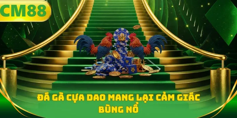 Đá gà cựa dao mang lại cảm giác bùng nổ