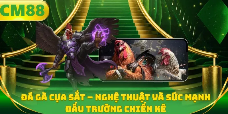 Đá gà cựa sắt - Nghệ thuật và sức mạnh đấu trường chiến kê