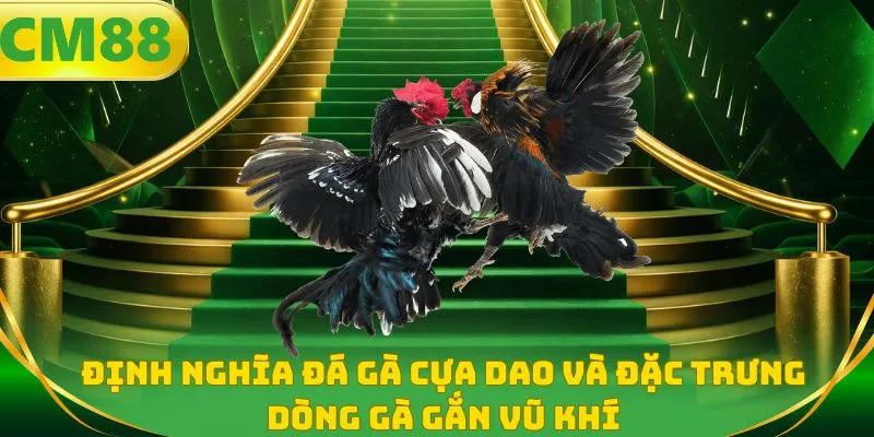 Định nghĩa đá gà cựa dao và đặc trưng dòng gà gắn vũ khí