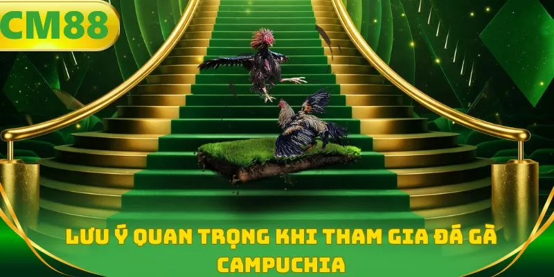 Lưu ý quan trọng khi tham gia đá gà Campuchia