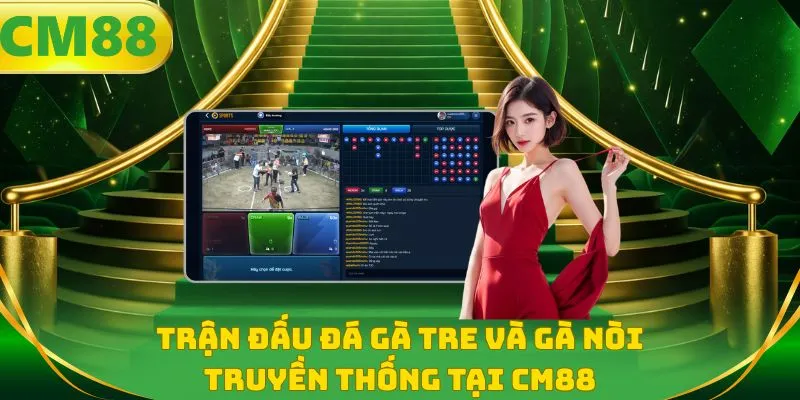 Trận đấu đá gà tre và gà nòi truyền thống tại CM88